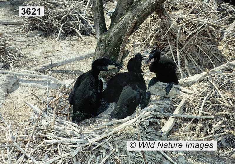 Phalacrocorax auritus